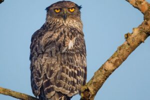 an owl at udawalwe in sri lanka xperiential journey