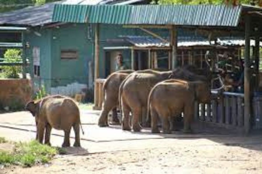elephant transit home in sri lanka experiential journey