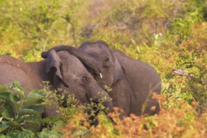 two elephants at udawalawe in sri lanka experiential journey