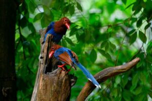 a colourful bird at sinharaja forest in sri lanka experiential journey