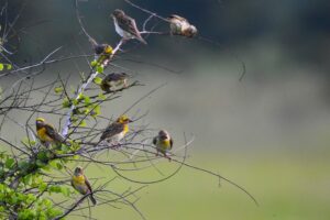 a group of birds at wasgamuwe in sri lanka experiential journey