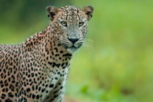 leopard experience at wilpattu sri lanka experiential journey